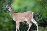 Deer - Photo by Cheryl Empey