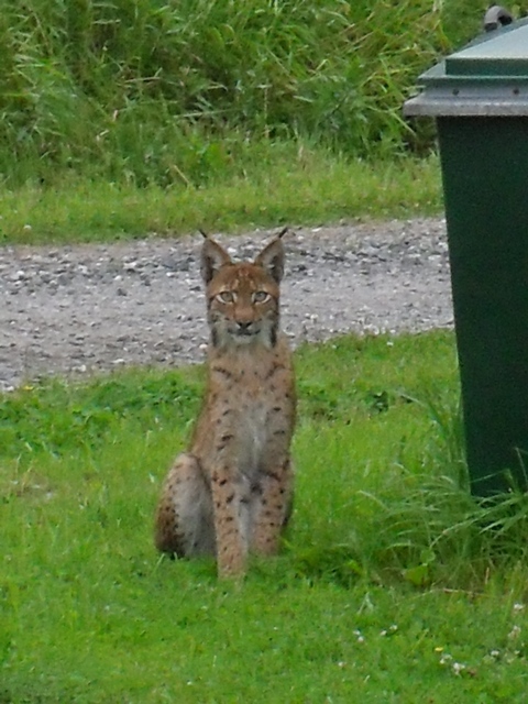 Ilves