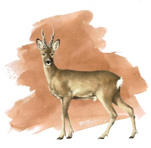 pukki